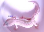 Leopardgecko Blazing Blizzard Adult VERSAND