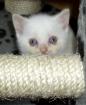 BKH Kitten point reinrassig mit Stammbaum