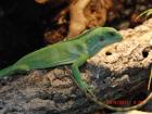 Fidschi-Leguane Brachylophus fasciatus Spotted