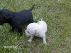 8 süße Labrador Welpen zu verkaufen