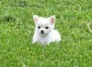 Mini Chihuahua Welpe xs Rüden