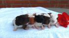 Meerschweinchen Nachwuchs suchen neues zuhause