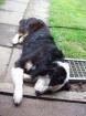 Deckanzeige- Australian Shepherd Border Collie Mix
