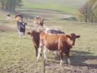 Colostrum Information