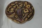 Python regius NZ 2022 Butter Butterpastel Lesser und Pastel