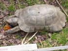 Testudo marginata -weissingeri