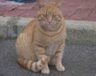 PAULI - Hübscher roter Kater