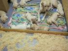 Labrador Welpen