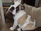 Englisch Bulldogge Welpen für weggeben