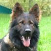 HUGO SPRITZ - Deutscher Schäferhund - 3 Jahre - Tierhilfe-Franken e. V.
