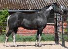 QTS King Of Lights - Homozygot für Tobinao für Black - 95 51 NFQHA