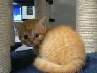 BKH Kitten suchen einen Liebhaberplatz