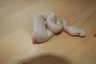 Python regius NZ 2022 Butter Butterpastel Lesser Blue Ey Lucy Lesserbee und Past