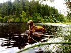 Golden Retriever Rüde sucht Hündin zum Decken
