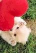 Zwergspitz / Pomeranian Kleinspitz Welpen