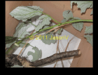 Sipyloidea sipylus abzugeben
