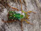 Rosenkäfer Eudicella Pachnoda abzugeben