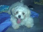 Shi-Tzu -Malteser