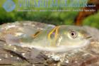 Takifugu ocellatus