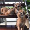 Caracal Kätzchen mehrere Kätzchen Savannah Kätzchen Bengal Kätzchen Tiger Clu