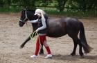 Hübsche Ponystute sucht Dich
