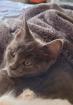 2 Kitten Maine Coon mix