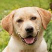 SKYFALL - Labrador - 8 Monate - Tierhilfe-Franken e. V.