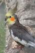Nymphensittich Henne gesucht