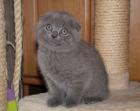 Zauberhafte Scottisch Fold Kitten