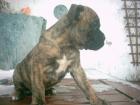 Deutsche Boxerwelpen abzugeben