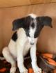 Oscar sucht ein passendes Zuhause