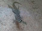 Blauer Stachelleguan Sceloporus cyanogenys