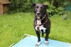 SAVI - Mischling - 2 Jahre - Tierhilfe-Franken e. V.