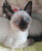 Abholung bereit Siam Babys Kitten von Stammbaum Rasse