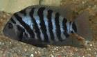 Zebra-Buntbarsche
