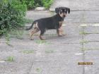 Rehpinscher Welpen 30. 4. 2022 ab sofort abzugeben