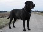 Labrador Labrador Deckrüde FCI Papiere Multi Champion HD/ED frei.