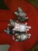 Maine Coon Babys reinrassig o. P.