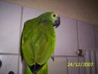 Suche Blaustirnamazonen Weibchen