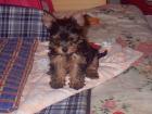 Yorkshire Terrier zum Liebhaben