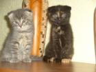 Süße Scottish Fold Kätzchen
