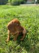 Dackelwelpe sucht neues Zuhause