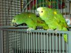 1 1 Blaustirnamazonen