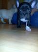 2 Französische Bulldoggen übrig
