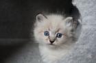 Neva Masquarade Sibirische Katze Kitten