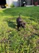Hannoversche Schweisshund Mischlingswelpen