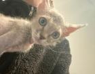 Sphynx Kitten männlich.