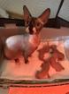 Sphinx kitten zu verkaufen