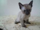 Siam / Tonkanesen Mix Kitten