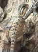 Bartagame Babys Schlupf 2023